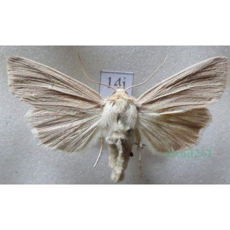 Mythimna impura (Hübner, 1808) Mokradlica bezwstydniczka Czech14j